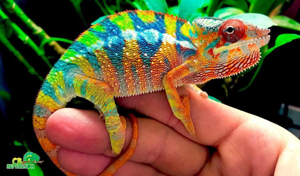 chameleon